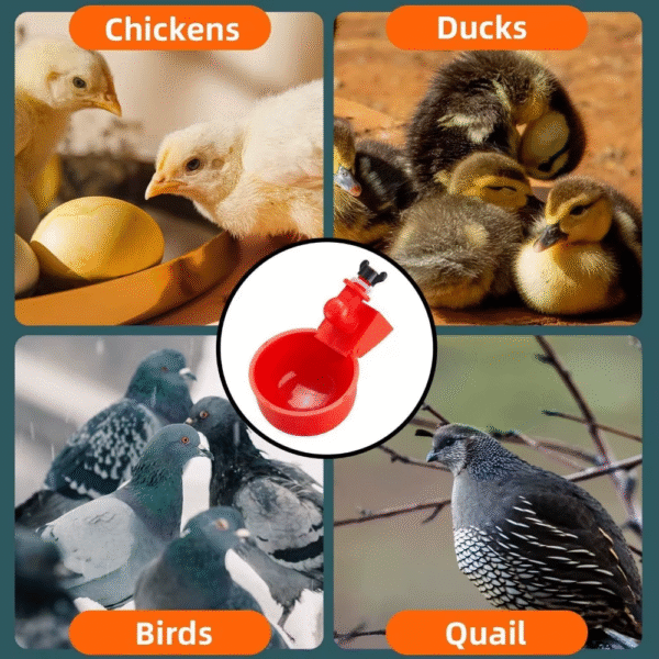 6-36Pcs Automatic Chicken Waterer Bird Feeder Poultry Farm Drinking Bowl for Chicken Duck Goose Drinking Water Farm Supplies – Image 6
